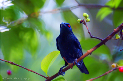 Объектив Samyang 500mm f/8.0 для Sony NEX